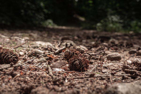 Forsthaus Glüsing - Wald Umgebung