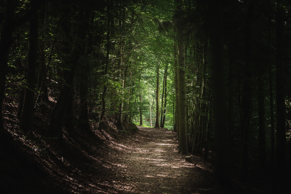 Forsthaus Glüsing - Wald Umgebung